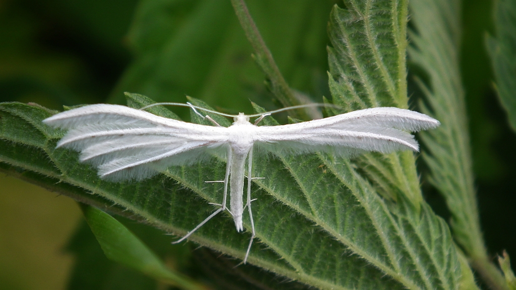 Piórolotek śnieżynka (Pterophorus pentadactyla)