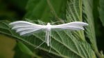 Piórolotek śnieżynka (Pterophorus pentadactyla)