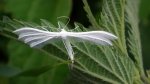 Piórolotek śnieżynka (Pterophorus pentadactyla)