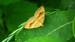 Paśnik goździeniak (Camptogramma bilineata)