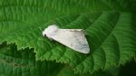 Szewnica pokrzywnica (Spilosoma urticae)