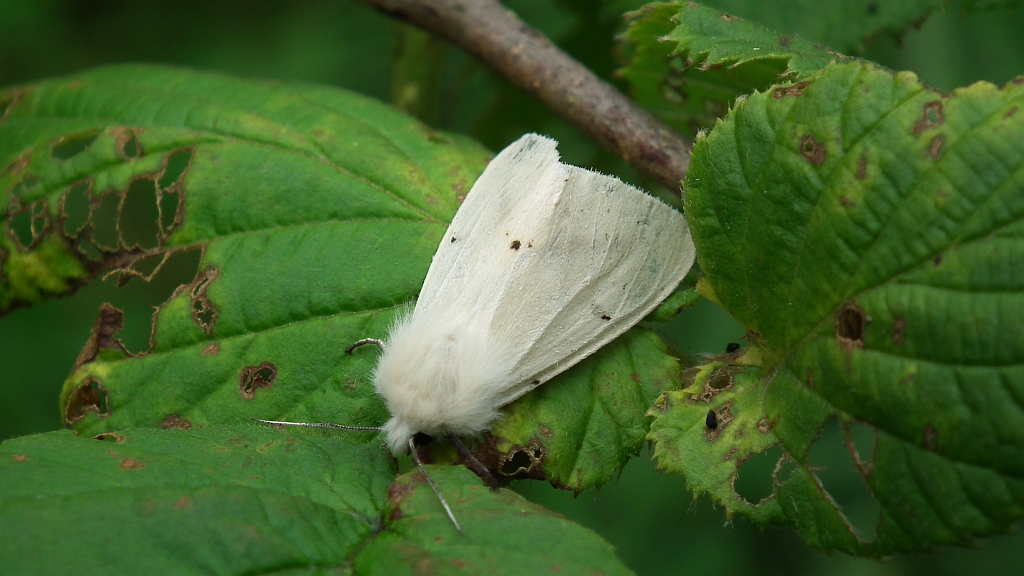 Szewnica pokrzywnica (Spilosoma urticae)