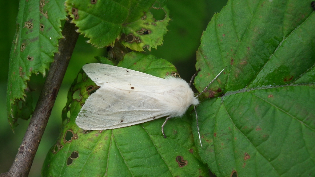 Szewnica pokrzywnica (Spilosoma urticae)