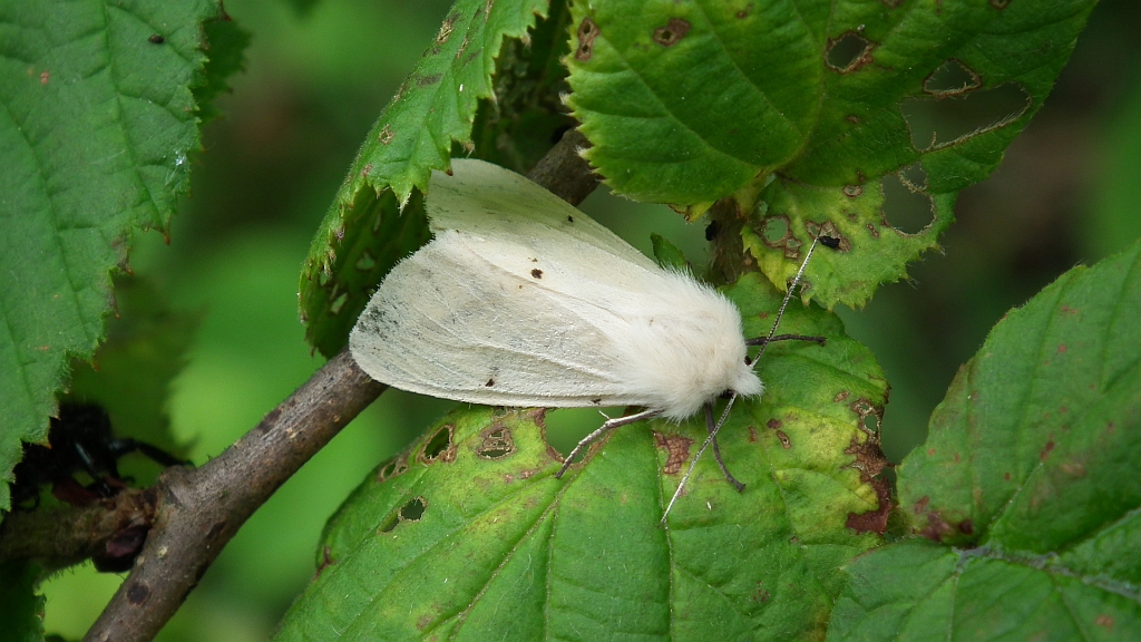 Szewnica pokrzywnika (Spilosoma urticae)