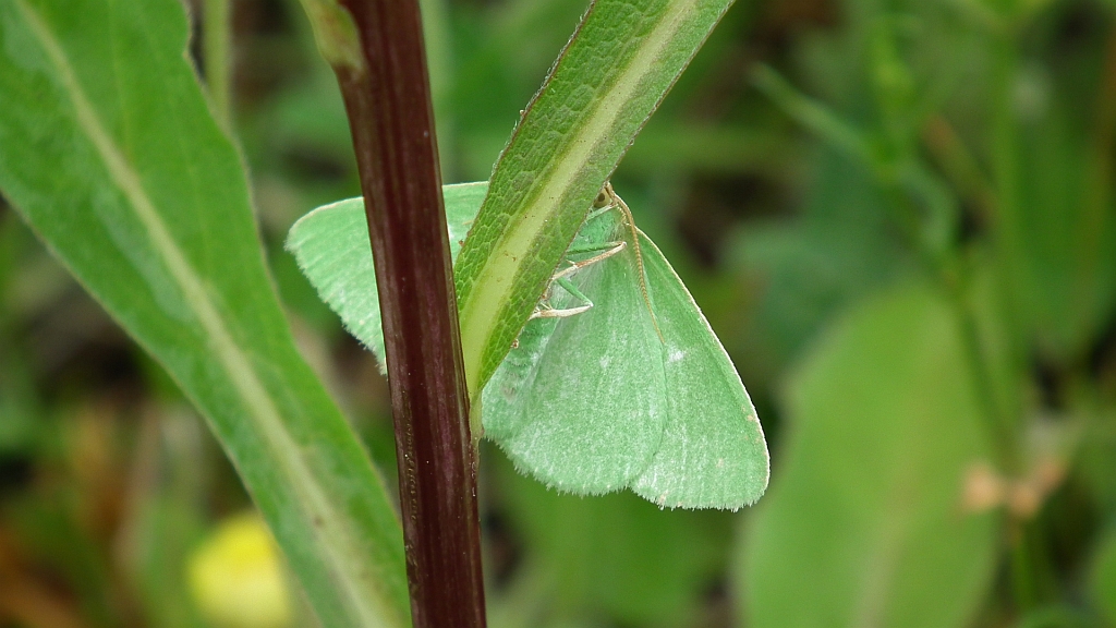 Miernik szmaragdziak (Thetidia smaragdaria)