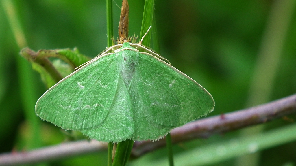 Miernik szmaragdziak (Thetidia smaragdaria)