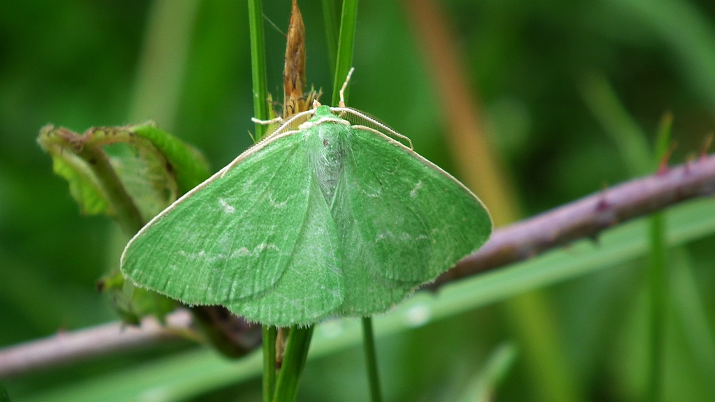 Miernik szmaragdziak (Thetidia smaragdaria)