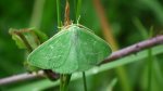 Miernik szmaragdziak (Thetidia smaragdaria)