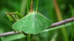Miernik szmaragdziak (Thetidia smaragdaria)