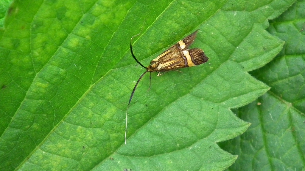 Wąsateczka zawilczaneczka, wąsik runowiaczek (Nemophora degeerella)