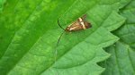 Wąsateczka zawilczaneczka, wąsik runowiaczek (Nemophora degeerella)