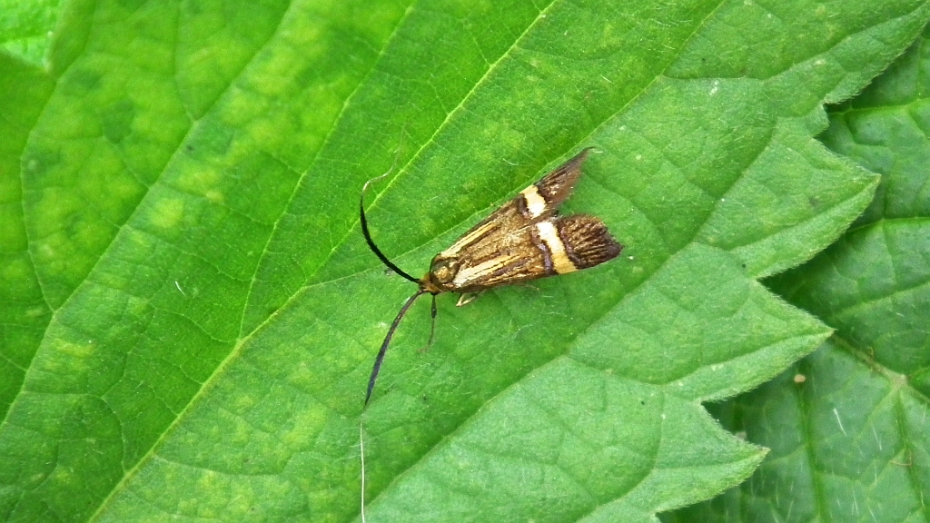 Wąsateczka zawilczaneczka, wąsik runowiaczek (Nemophora degeerella)