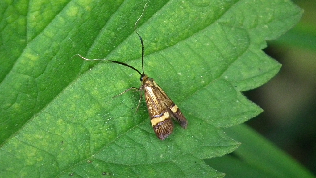 Wąsateczka zawilczaneczka, wąsik runowiaczek (Nemophora degeerella)