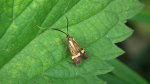 Wąsateczka zawilczaneczka, wąsik runowiaczek (Nemophora degeerella)