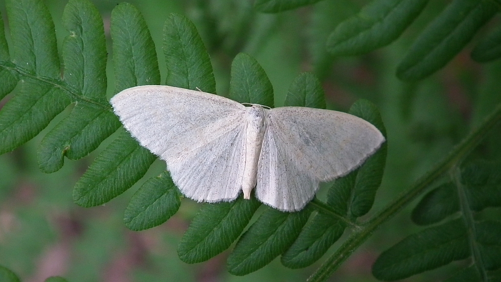 Ciemnokres brzozowiec (Cabera exanthemata)