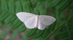 Ciemnokres brzozowiec (Cabera exanthemata)