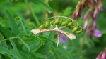 Piórolotek zwyczajny (Emmelina monodactyla)