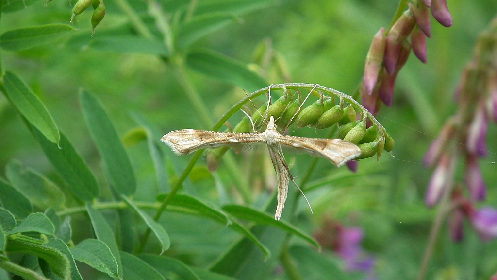 Piórolotek zwyczajny (Emmelina monodactyla)