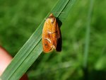 Ptycholoma lecheana
