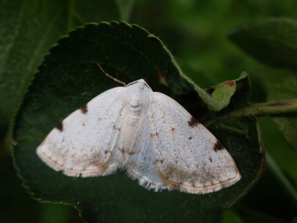 Ciemnokres dwuplamek (Lomographa bimaculata)