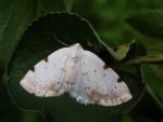 Ciemnokres dwuplamek (Lomographa bimaculata)