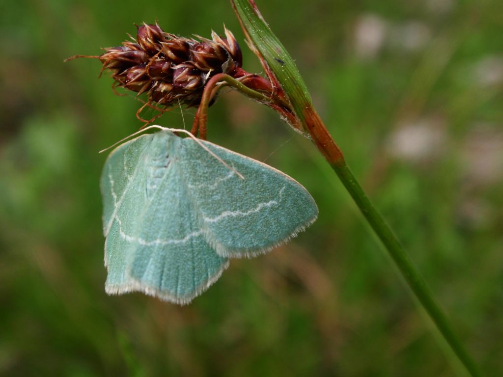 Miernik seledyniak (Chlorissa viridata)