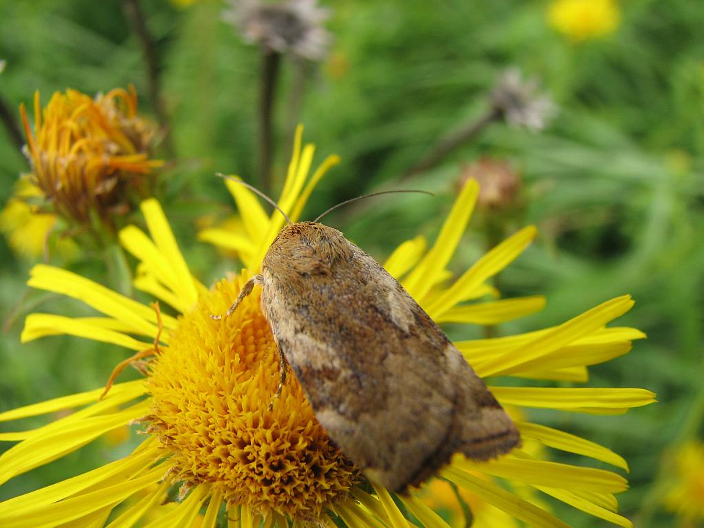 Cryptocala chardinyi