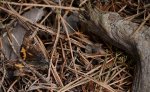 Bęsica kwietniówka (Archiearis parthenias)