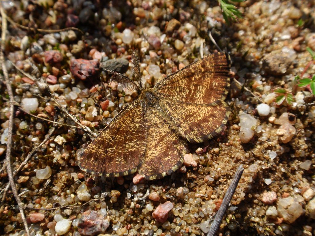 Poproch pylinkowiak (Ematurga atomaria)