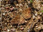 Poproch pylinkowiak (Ematurga atomaria)