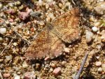 Poproch pylinkowiak (Ematurga atomaria)