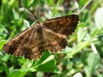 Poproch pylinkowiak (Ematurga atomaria)