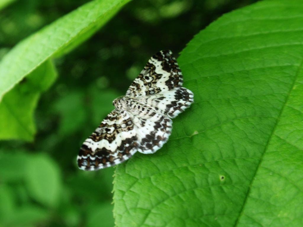 Paśnik posmutek (Hemaris tityus)