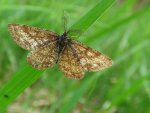 Poproch pylinkowiak (Ematurga atomaria)
