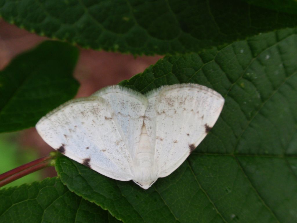 Ciemnokres dwuplamek (Lomographa bimaculata)