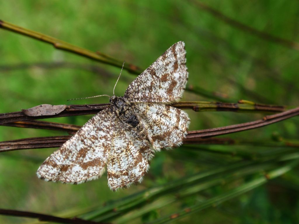 Poproch pylinkowiak (Ematurga atomaria)