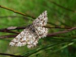 Poproch pylinkowiak (Ematurga atomaria)