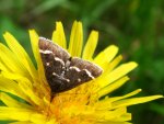 Pyrausta nigrata