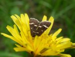 Pyrausta nigrata