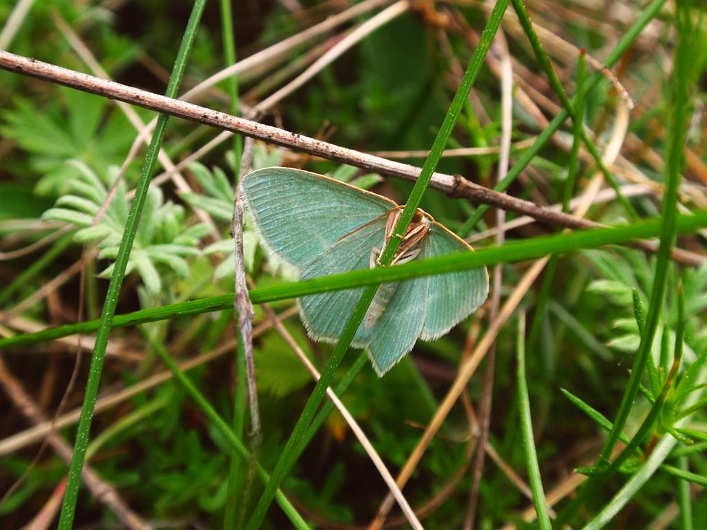 Miernik seledyniak (Chlorissa viridata)