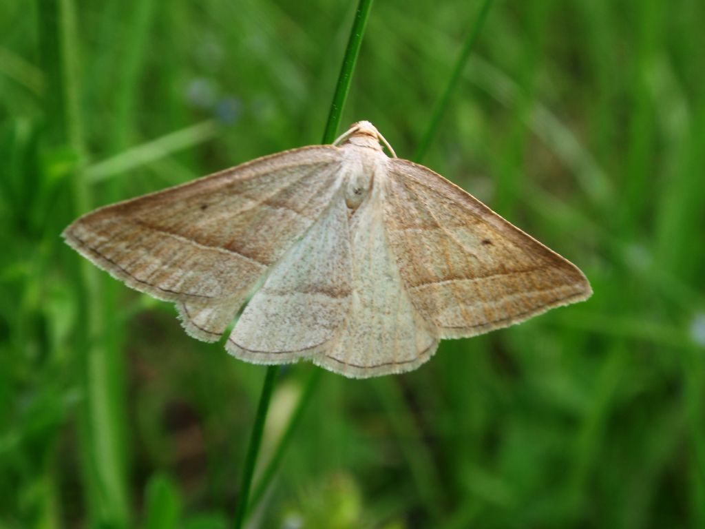 Skaliniak orliczak (Petrophora chlorosata)