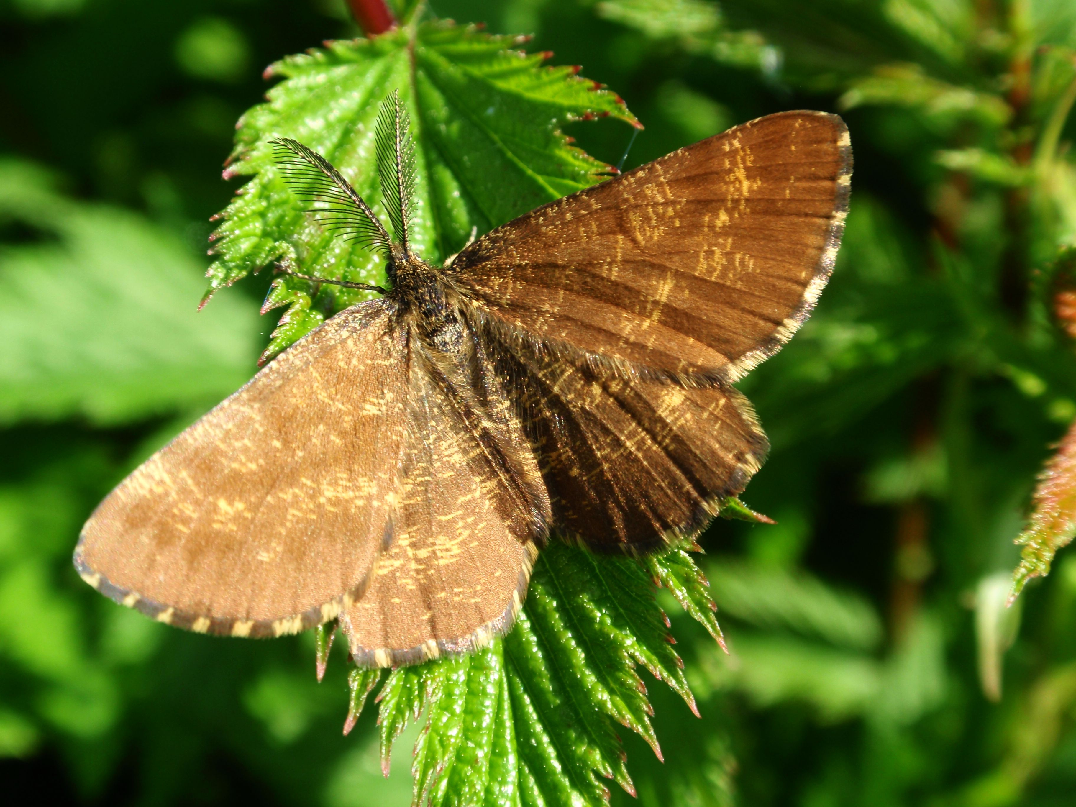 Poproch pylinkowiak (Ematurga atomaria)