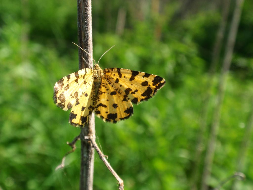 Osmaganek plamek (Pseudopanthera macularia)