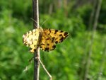 Osmaganek plamek (Pseudopanthera macularia)