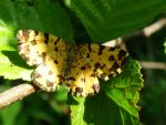 Osmaganek plamek (Pseudopanthera macularia)