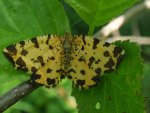 Osmaganek plamek (Pseudopanthera macularia)