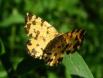 Osmaganek plamek (Pseudopanthera macularia)