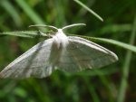 Cabera pusaria