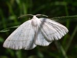 Cabera pusaria