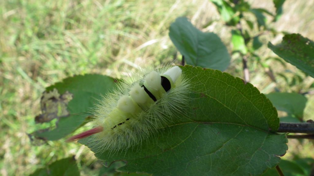 Szczotecznica szarawka (Calliteara pudibunda)